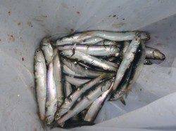 兵庫突堤　豆アジはこれに限る！