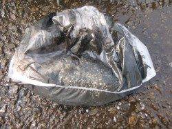 兵突ＲＴ　イカとタコなど