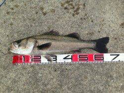 【ぶっこみでハネ64ｃｍ！】南芦屋浜ベランダ