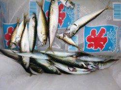 食コンAM4時に豆アジ　ハネも