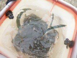 【イワシ爆釣、時々アジ】アジュールＲＴ