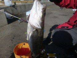 兵突のイワシ、スルメ、ハネ、ガシラ!