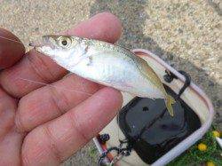 【今日も豆アジ釣れてます】アジュール舞子ＲＴ