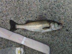 【投げ釣りで良型ハネ♪】南芦屋浜