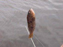 夕方に豆アジ大漁？泉大津店31日お昼ＲＴ