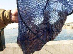 朝の兵突のカタクチイワシ、タコ、ガシラ！