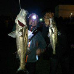 【79cm登場】泉大津シーバス【砂上げ場】