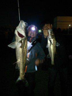 【79cm登場】泉大津シーバス【砂上げ場】