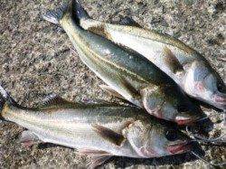 ★中アジとハネ★IN食コン