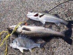 久し振りのエビ撒き　泉大津周辺１５日RT