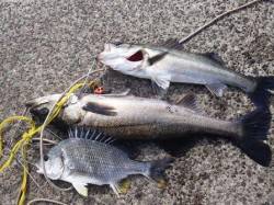 久し振りのエビ撒き　泉大津周辺１５日RT