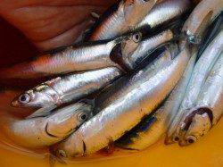 今日も兵突のイワシがイチオシ!