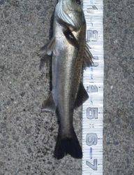 【大型ハネ】芦屋のエビ撒き情報