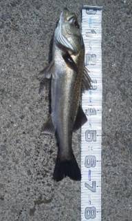 【大型ハネ】芦屋のエビ撒き情報 