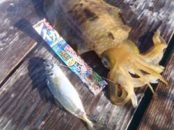 人生初アオリGET！アオリイカのウキ釣り。…