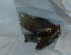 兵庫突堤　イカとキスなど