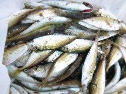 ★サビキ★食コン豆アジにマイワシも