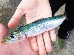 ★サビキ★食コン豆アジにマイワシも