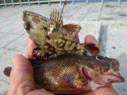 北公園 小野浜RT