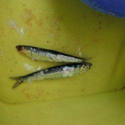 強風の中でもエビ撒きで… １日泉大津周辺RT