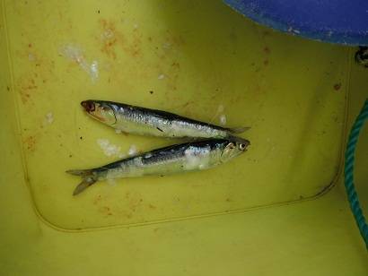 強風の中でもエビ撒きで… １日泉大津周辺RT