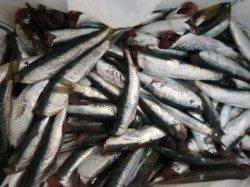 兵突 絶好調カタクチイワシ!