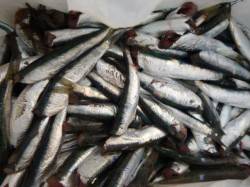 兵突　絶好調カタクチイワシ！