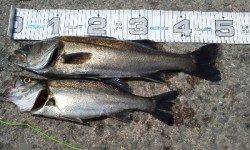 芦屋浜エビ撒き最終ハネ２本！