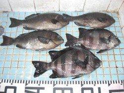 早くも和田防で梅雨グレスタートです。