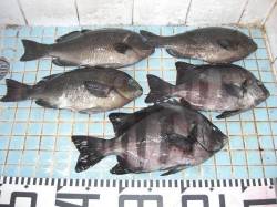 早くも和田防で梅雨グレスタートです。