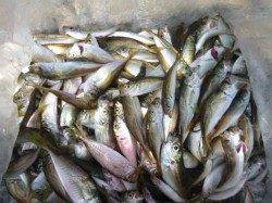 ★豆アジ3桁にスルメイカも★