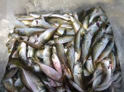 ★豆アジ３桁にスルメイカも★