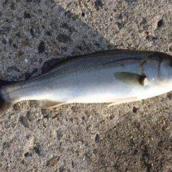 強風の中でもエビ撒きで… １日泉大津周辺RT