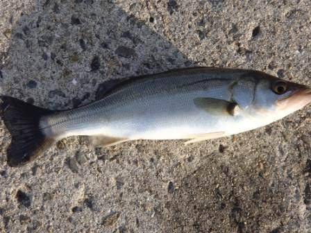 強風の中でもエビ撒きで… １日泉大津周辺R…