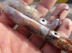 兵突イカタコ情報　ＲＴ