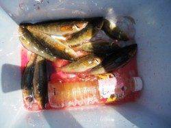 唐揚げにどうぞ♪　泉大津RT　23日昼