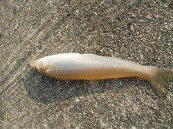 キスの季節到来!岸和田一文字♪