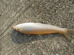 キスの季節到来！岸和田一文字♪