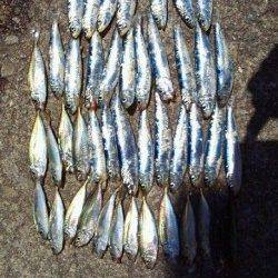 今朝【２４日】の田ノ浦サビキ情報です！！