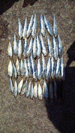 今朝【２４日】の田ノ浦サビキ情報です！！