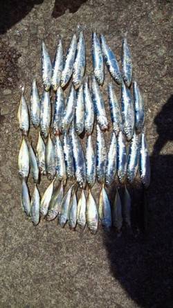 今朝【２４日】の田ノ浦サビキ情報です！！