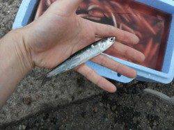 イワシ大漁!鳴尾浜RT(28日)