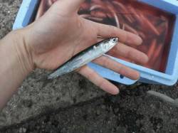 イワシ大漁！鳴尾浜ＲＴ（２８日）