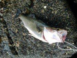 【南西の風が・・・】南芦屋浜リアルタイム