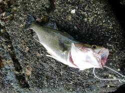 【南西の風が・・・】南芦屋浜リアルタイム