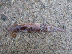 北公園RT スルメ セイゴなど