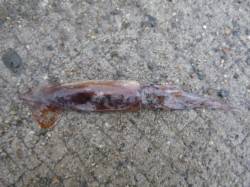 北公園ＲＴ　スルメ　セイゴなど