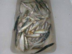 兵庫突堤　豆アジはこれに限る！