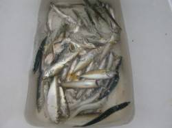 兵庫突堤　豆アジはこれに限る！