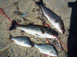 風が強いのですが!!　泉大津RT　7日あさ